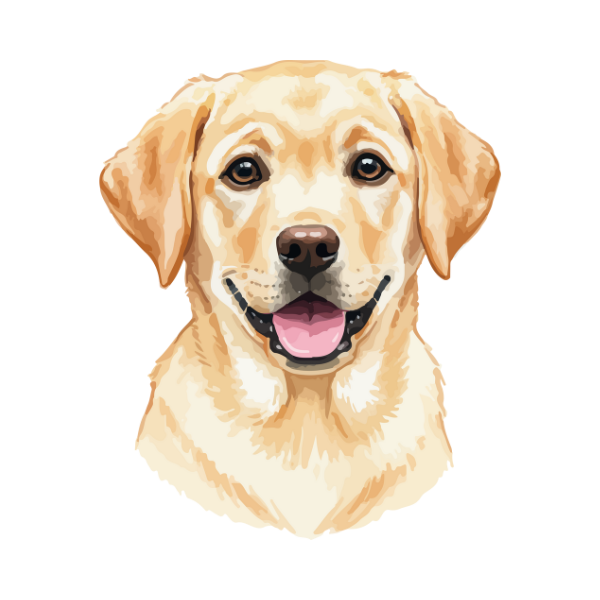 labrador-contact
