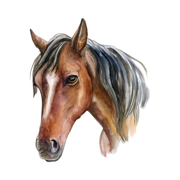 tete-cheval