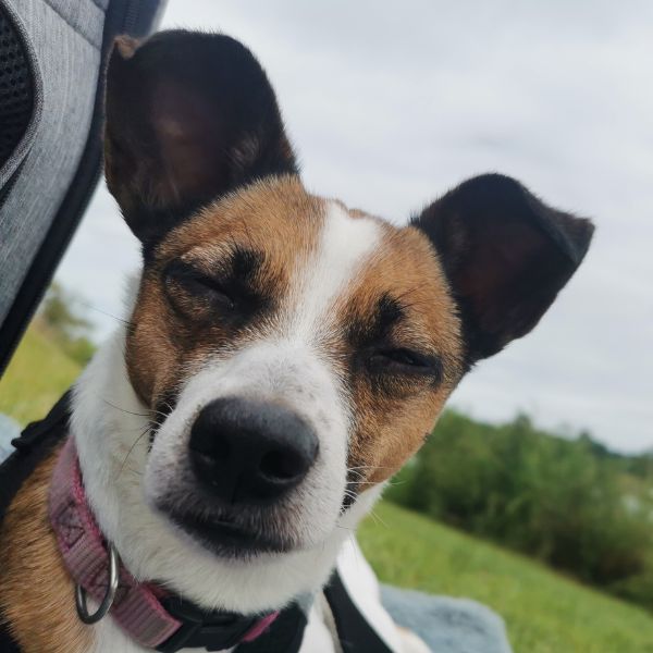 jack-russel-poppy